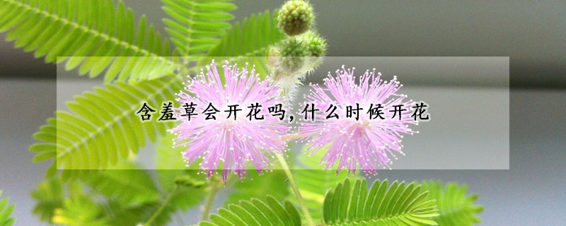 含羞草會開花嗎,什麼時候開花