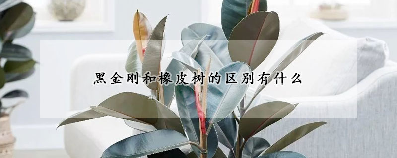 黑金剛和橡皮樹的區別有什麼