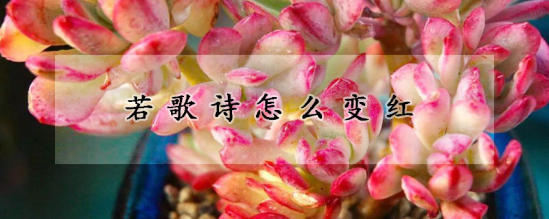 若歌詩怎麼變紅