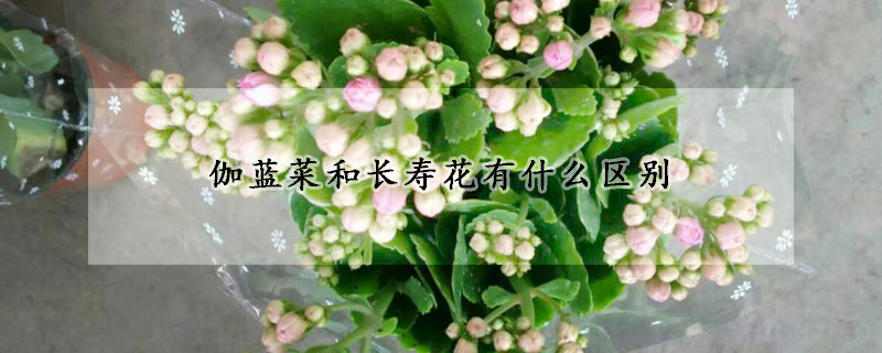 伽藍菜和長壽花有什麼區別