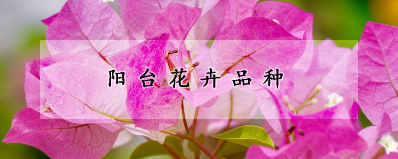陽台花卉品種