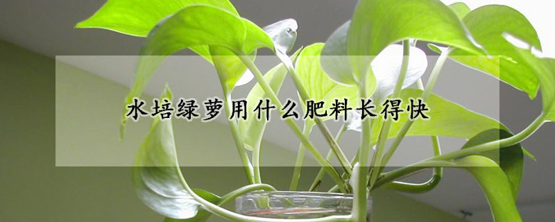 水培綠蘿用什麼肥料長得快