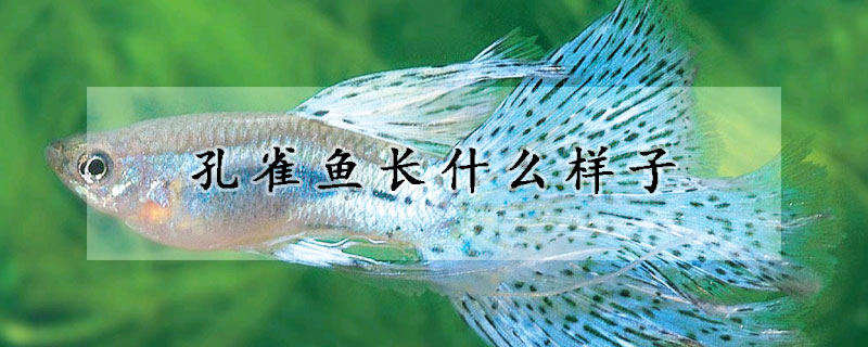 孔雀魚長什麼樣子