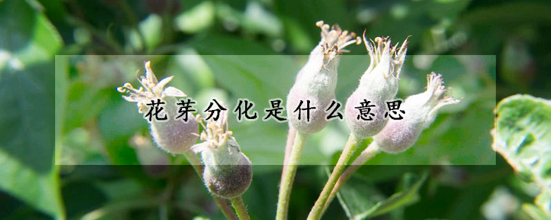 花芽分化是什麼意思