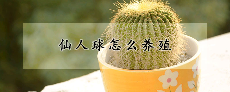 仙人球怎麼養殖