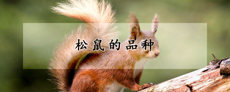 鬆鼠的品種