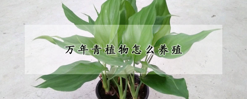 萬年青植物怎麼養殖
