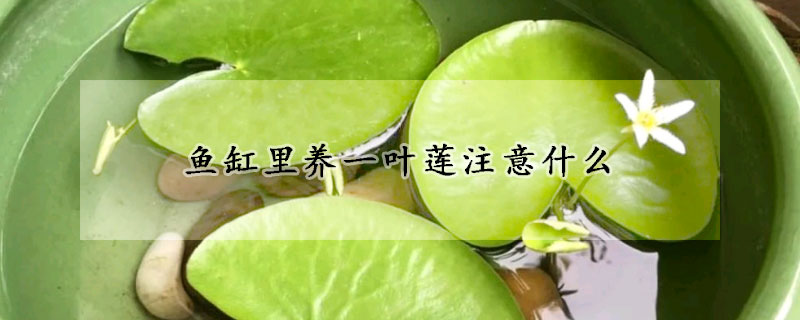 魚缸裏養一葉蓮注意什麼