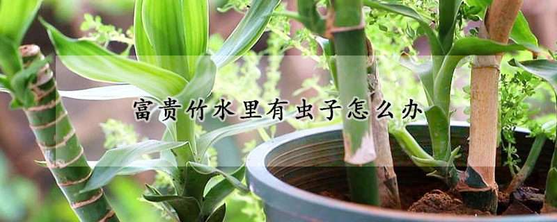 富貴竹水裏有蟲子怎麼辦