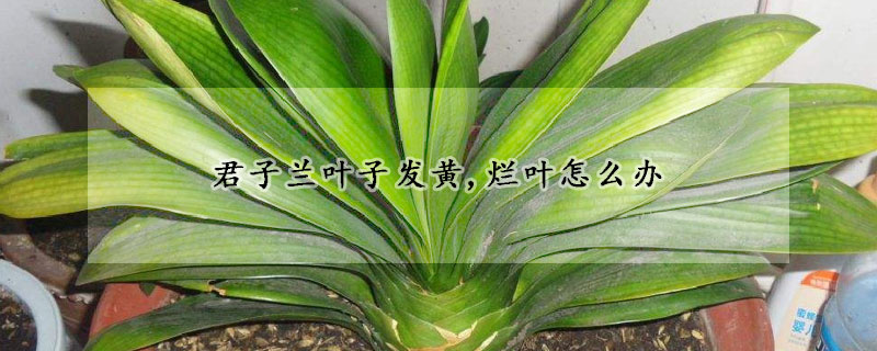君子蘭葉子發黃,爛葉怎麼辦