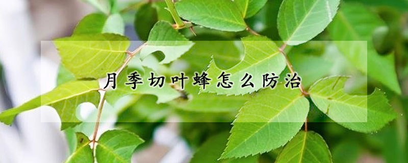 月季切葉蜂怎麼防治