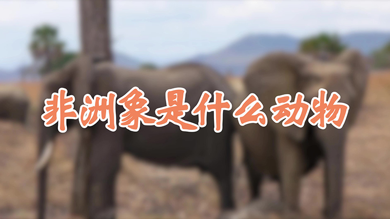 非洲象是什麼動物