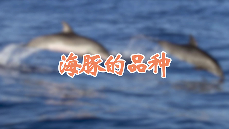 海豚的品種