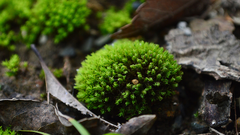 苔蘚是什麼植物