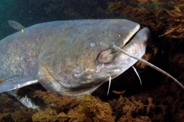 鯰魚是什麼魚