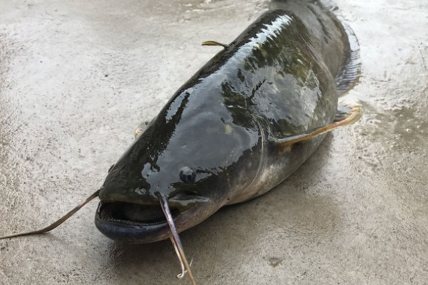 鯰魚是什麼魚