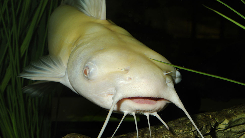鯰魚是什麼魚