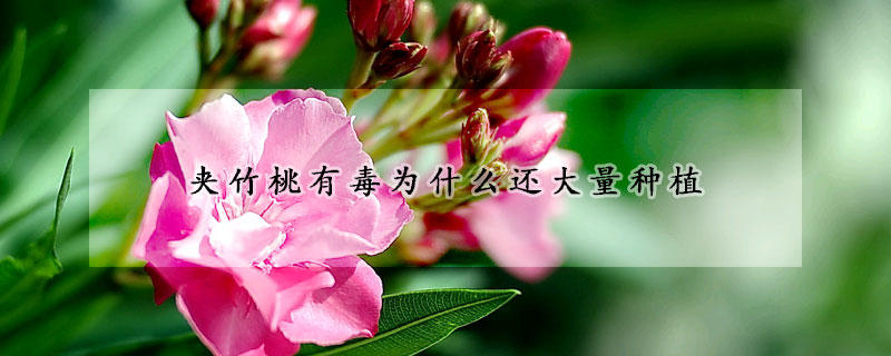 夾竹桃有毒為什麼還大量種植