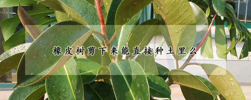 橡皮樹剪下來能直接種土裏麼