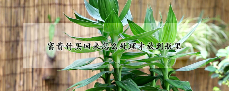 富貴竹買回來怎麼處理才放到瓶裏