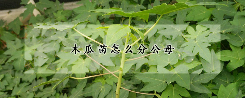木瓜苗怎麼分公母