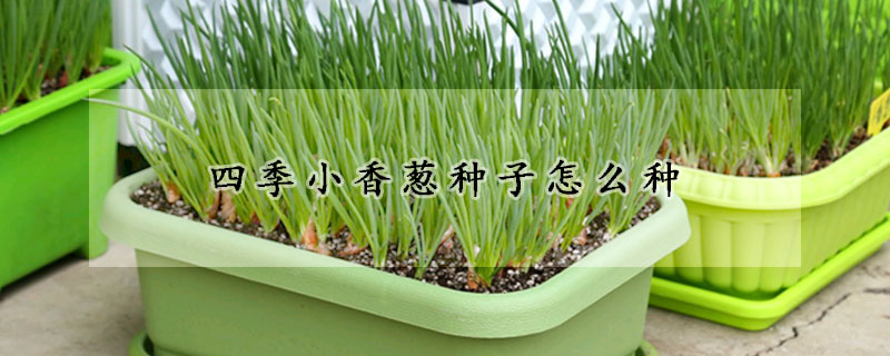 四季小香蔥種子怎麼種