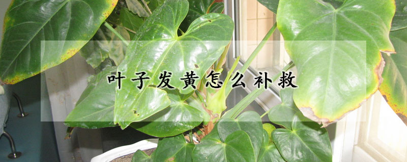 葉子發黃怎麼補救