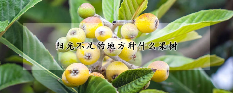 陽光不足的地方種什麼果樹
