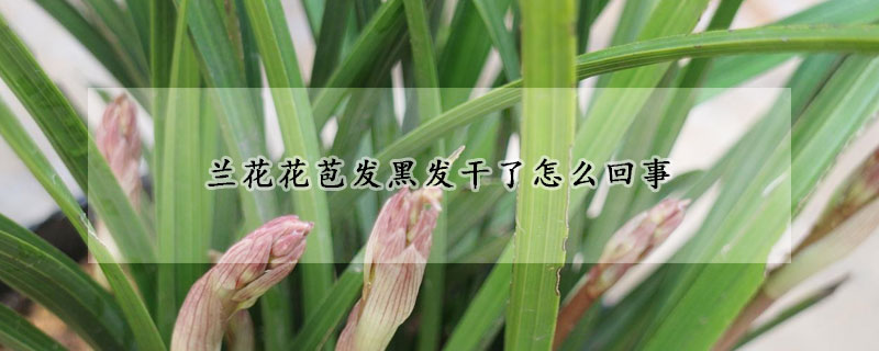 蘭花花苞發黑發幹了怎麼回事