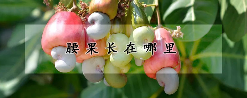 腰果長在哪裏