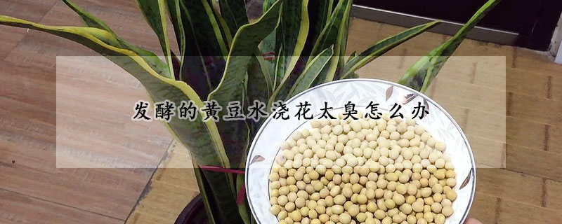 發酵的黃豆水澆花太臭怎麼辦
