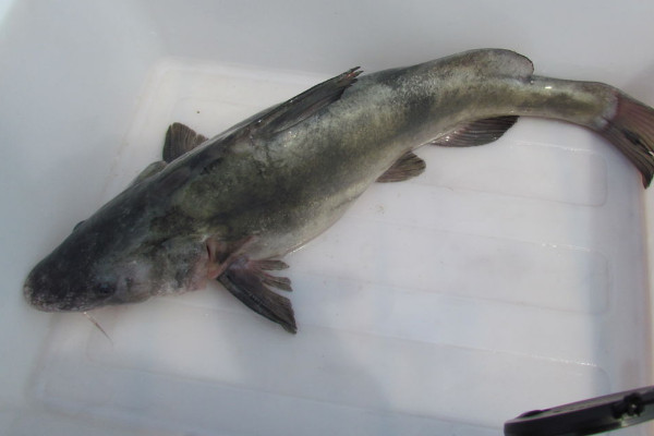 江團魚是什麼魚