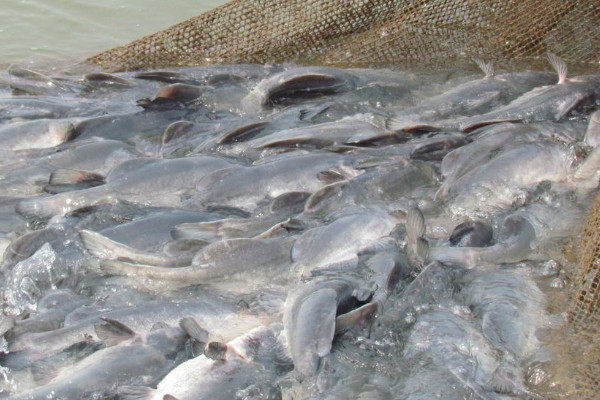 江團魚是什麼魚