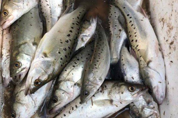 海鱸魚長什麼樣