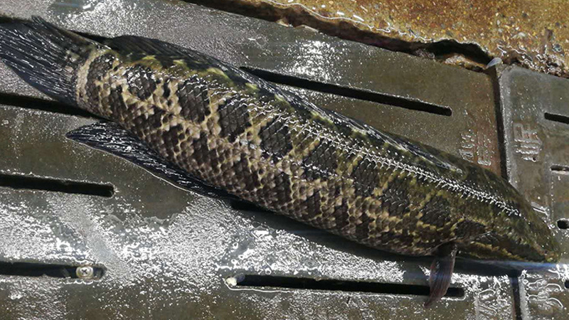 火頭魚是什麼魚