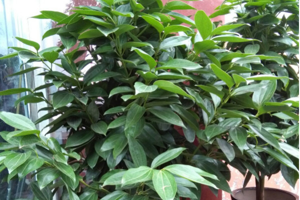 大門兩旁適合栽什麼花 大門兩旁放什麼盆栽最好
