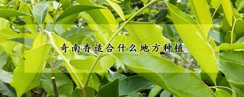 奇南香適合什麼地方種植