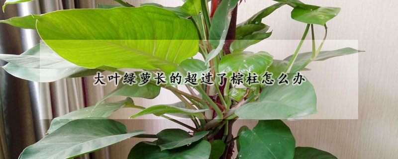 大葉綠蘿長的超過了棕柱怎麼辦