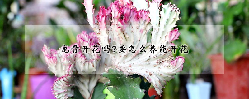 龍骨開花嗎?要怎麼養能開花