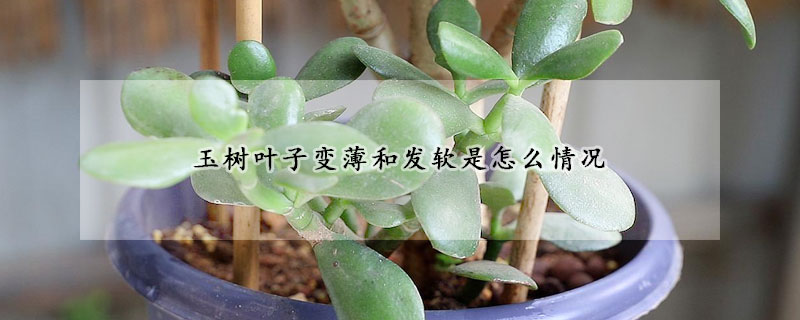 玉樹葉子變薄和發軟是怎麼情況