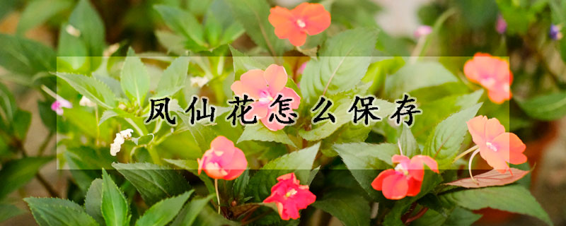 鳳仙花怎麼保存