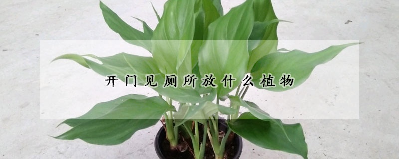 開門見廁所放什麼植物