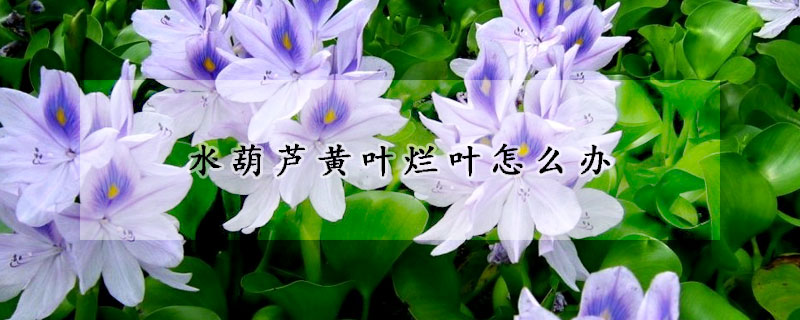 水葫蘆黃葉爛葉怎麼辦