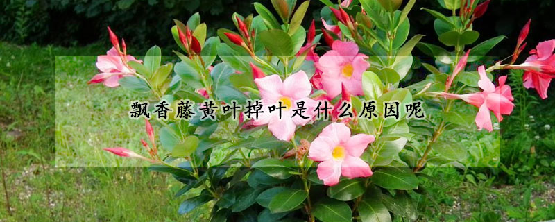 飄香藤黃葉掉葉是什麼原因呢