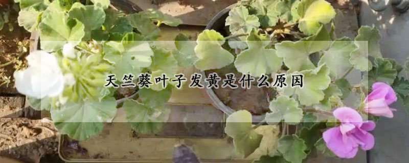 天竺葵葉子發黃是什麼原因