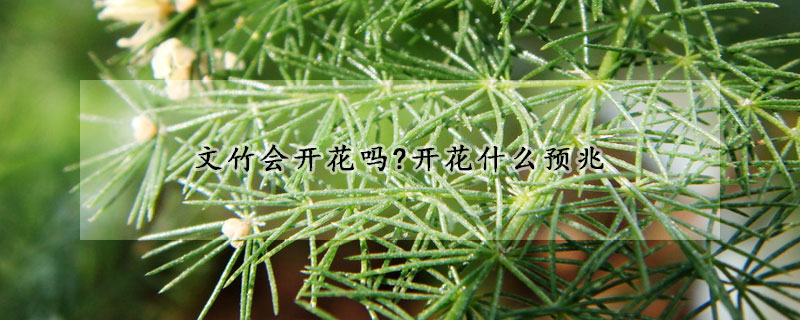 文竹會開花嗎?開花什麼預兆