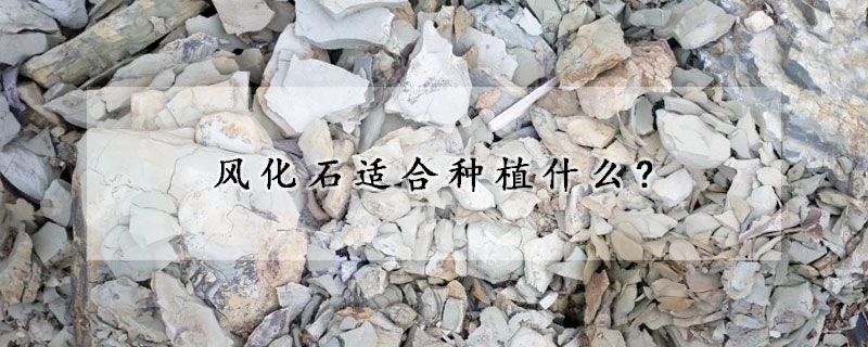 風化石適合種植什麼?