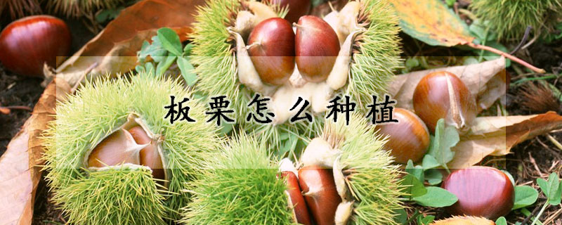 板栗怎麼種植