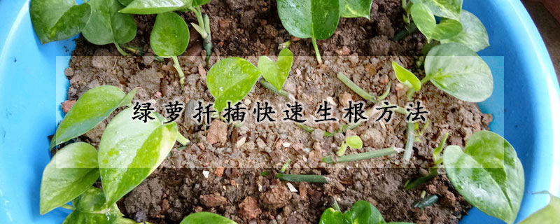 綠蘿扡插快速生根方法
