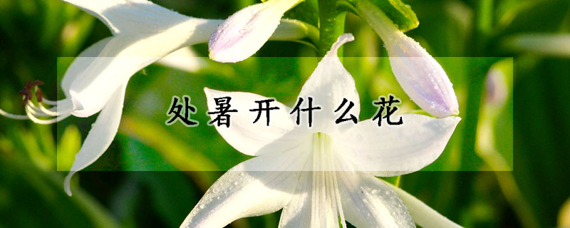 處暑開什麼花